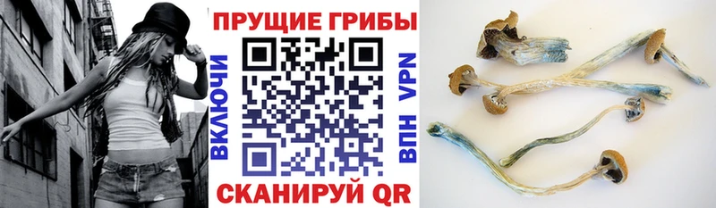 blacksprut Олонец Галлюциногенные грибы мухоморы даркнет сайт